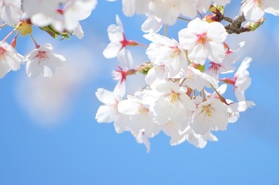 花見
